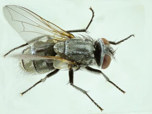 Musca autumnalis